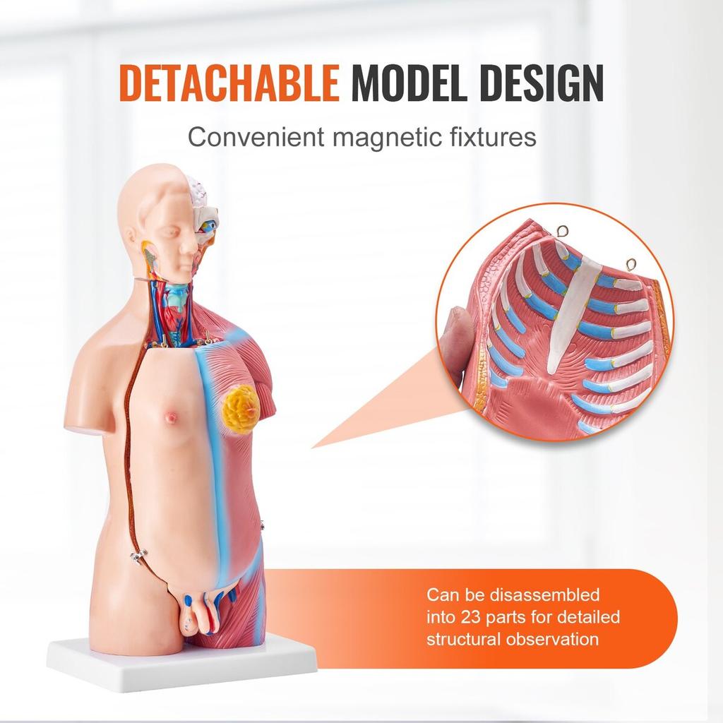 Human Body Model, 23 Parts 18 inch, Human Torso Anatomy Model Unisex Anatomical Skeleton Model with Removable Organs, Educational Teaching Tool for
