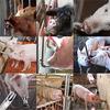 Août. Mamelon Abreuvoirs pour Porcelets, Abreuvoirs pour Animaux, Mangeoires, Set de Ferme Durable Facile à Utiliser, 10 Pièces