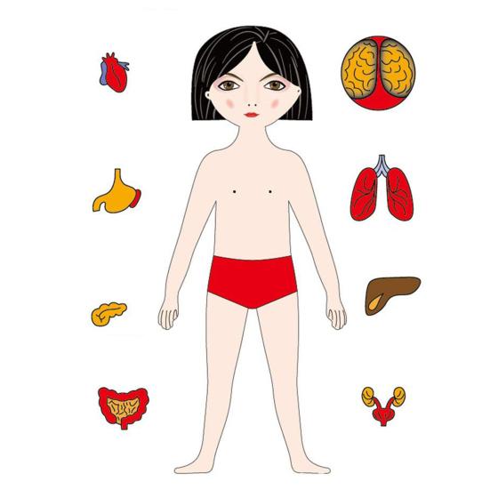 Cognition Easy To Assemble Fun Smooth Surface Boys Girls Anatomy Play Set Wooden Jigsaw Board Puzzle