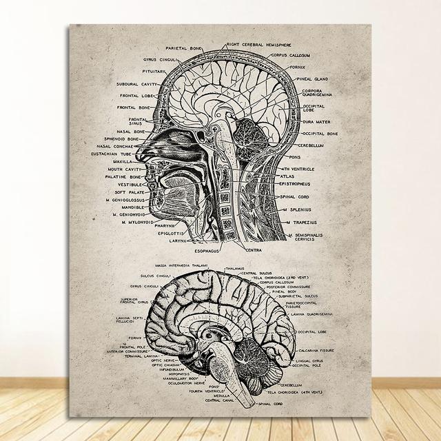 Vintage-Poster und Drucke, Arztbüro, Dekoration, Skelett, anatomischer Schädel, Leinwandgemälde, menschliche Anatomie, Wandkunst, Krankenhaus