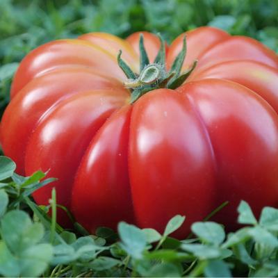 Costoluto Fiorentino Field Tomato, Vegetable Seeds for the Garden, 0.2g