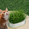 Pet Cat Grass Planter Box With Drain Holes Multifunctional Hydroponic Planting Tray Greenhouse Wheatgrass Growing Pot