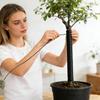 110M Bonsai Wires Aluminum Bonsai Training Wires Modeling Orchard And Garden Tools Plant DIY Shape Accessories 1.5mm Home Use