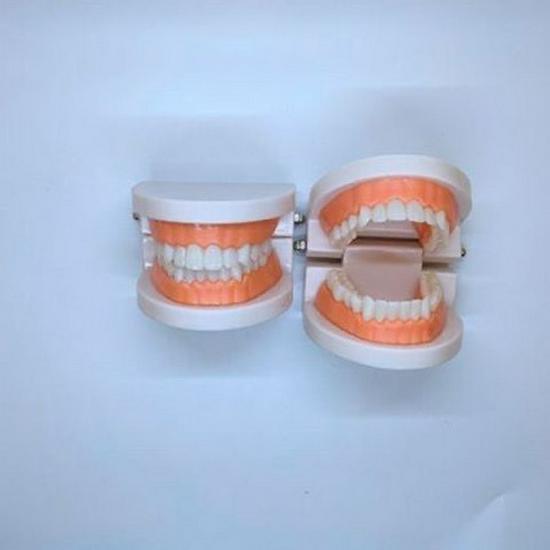 

Dental Model: Children s Toothbrushing Tool and Teaching Ornament No Size