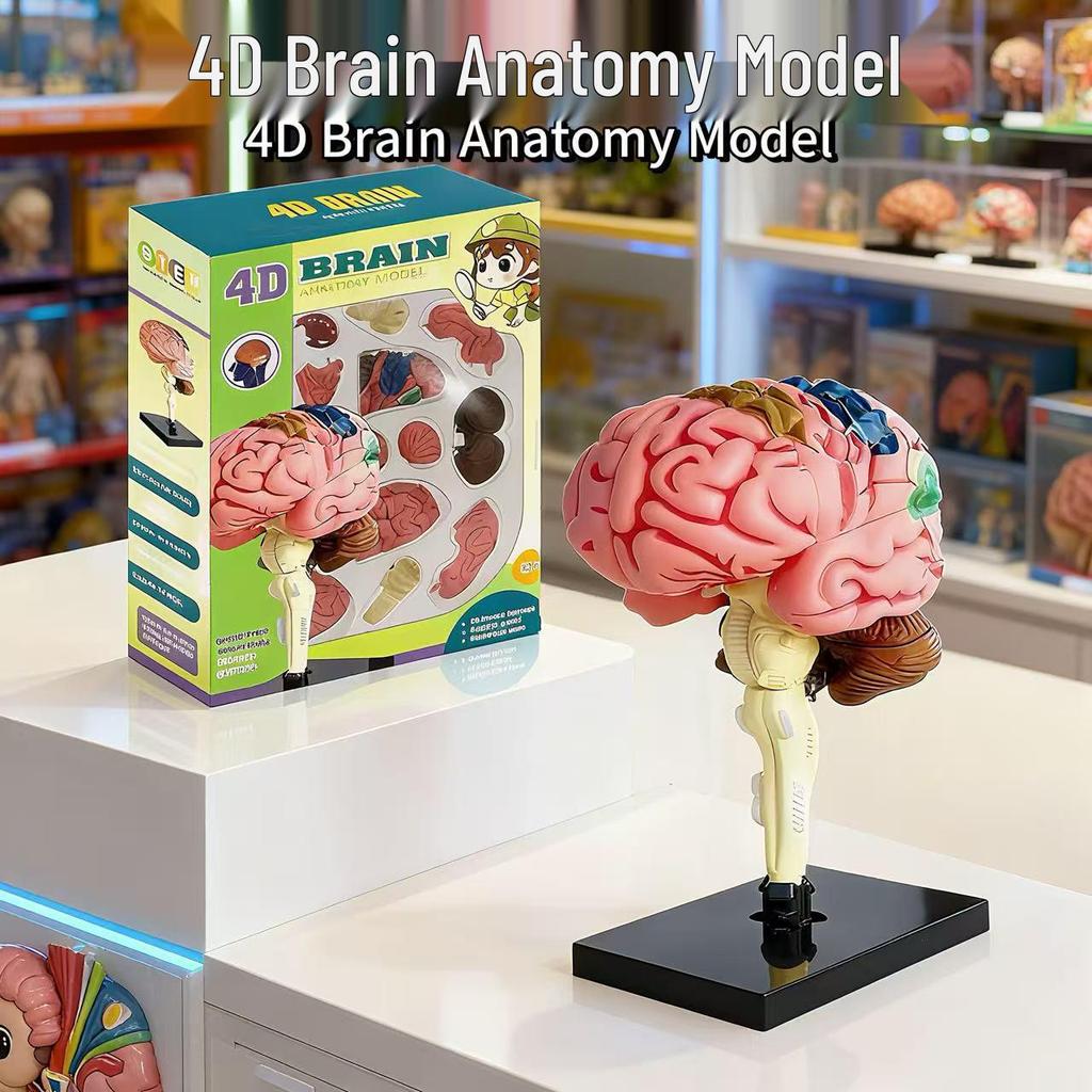 Detachable Human Brain Anatomy Model - Educational Toy for Kids