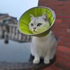 Soft Foldable Pet Recovery Collar Adjustable Anti-Lick Elizabethan Cone for Cats Dogs