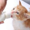 60ml Puppy Kitten Feeding Bottle Nipple Feeder Can Squeeze Liquid Milk Nursing Bottle for Newborn Dogs Puppies Rabbits Hamster