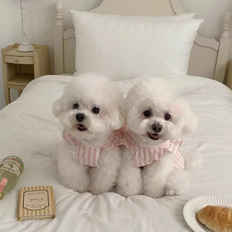Pet Spring Cute Little Flying Sleeve Striped Dress Pet Dog Clothes Thin Yorkshire Dog Dresses for Small Dogs