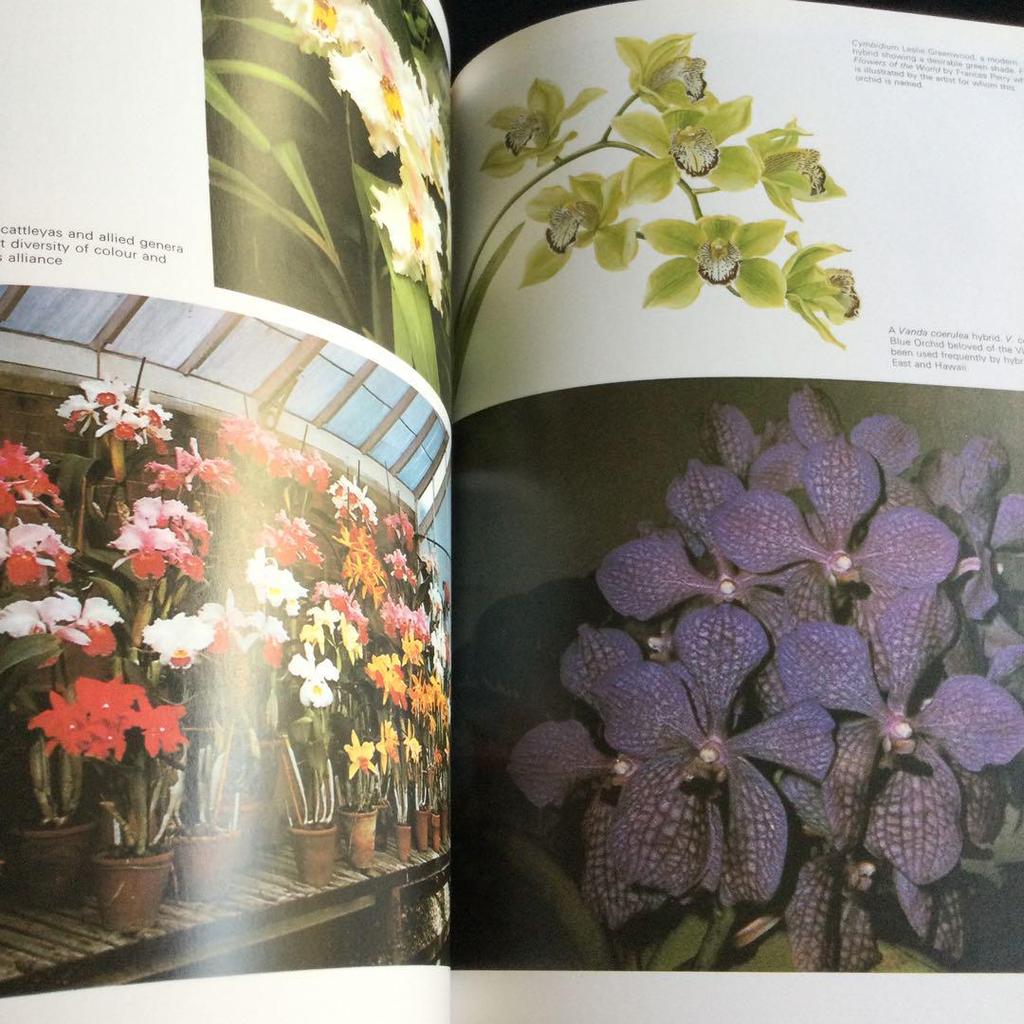 [USED] Orchids, botanical art, illustrated book, orchids, foreign books, orchids, orchids, flowers