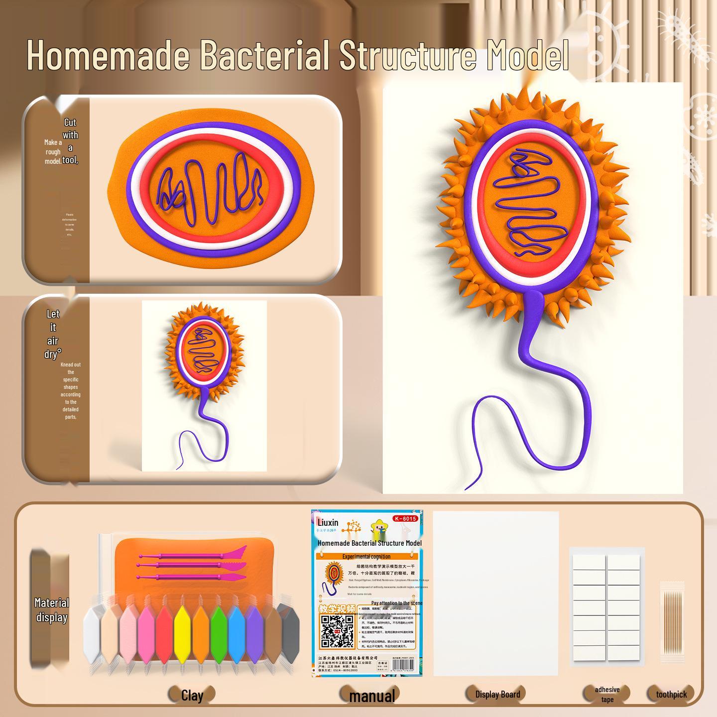 Bacteria Structure Model – DIY Handmade Science Kit for Primary School Teaching
