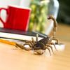 Safari Ltd. Scorpion Figurine - Realistic 7.5" Arachnid Figure - Educational Toy for Boys, Girls, and Kids Ages 3+