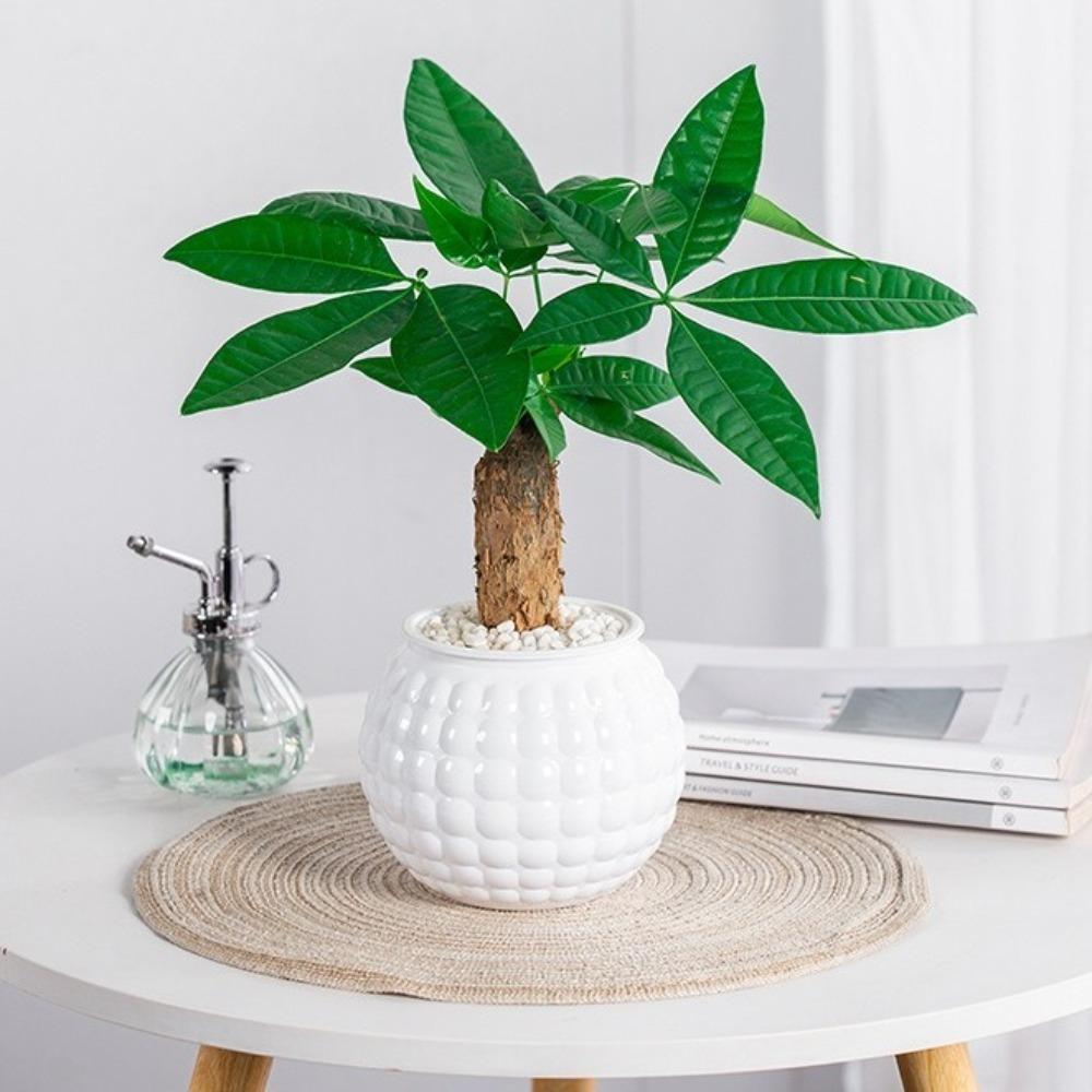 Removable Hydroponic Plants Pot Self Watering Office Bonsai Decor  for Plants and Flowers