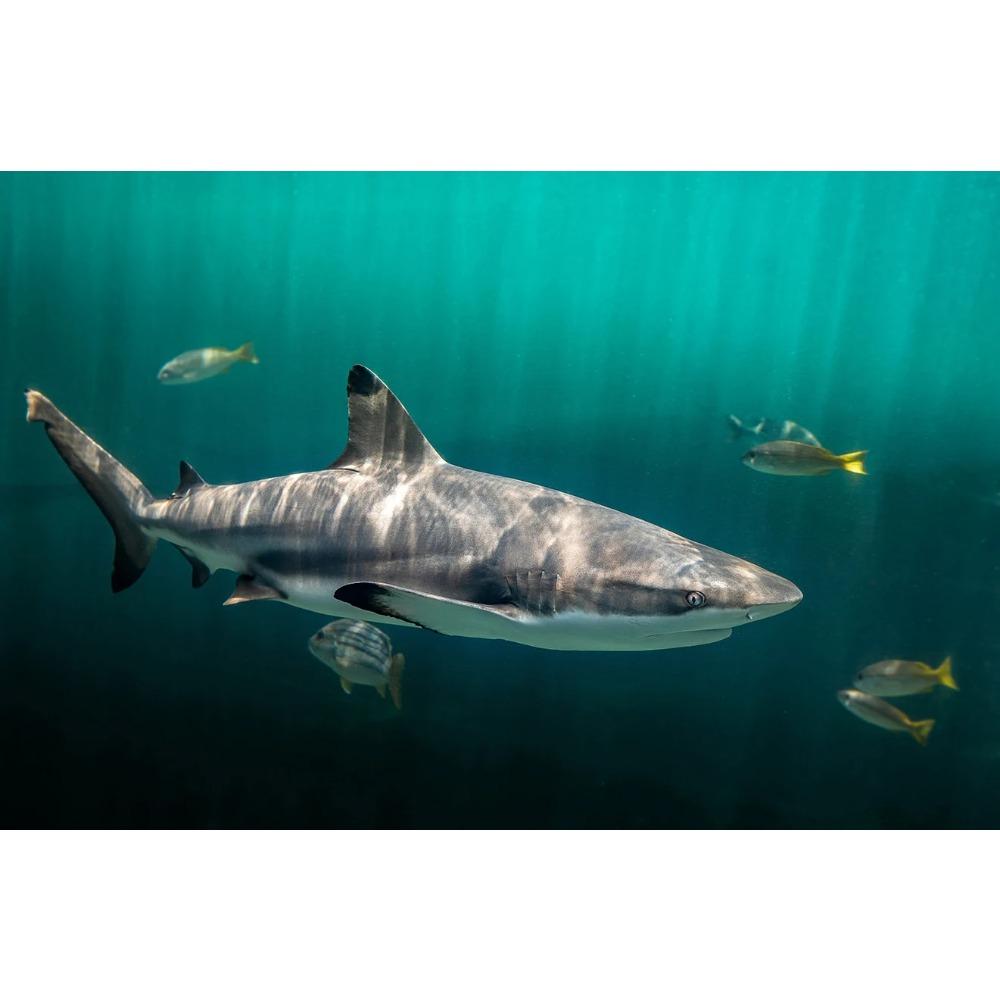 Shark Jellyfish Humpback Whale Tail Sea Turtle  Poster Print Ocean Wildlife Canvas Painting Print for Living Room Home Decor