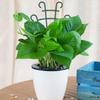 Climbing Flower Support Frame Mini Garden Growing Plant Vegetables Flowers Support Plant Pot Frame Garden Decorative Plant Cages