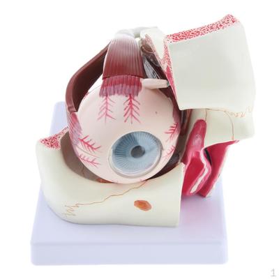 Magnification 3x Human Eye Model Teaching Tool