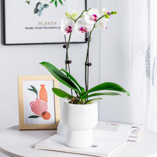 Self-absorbing Flowerpot with Cotton Rope Planter Double-layer Breathable Structure And Water Storage Tank Flower Pot for Indoor Plants