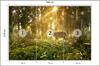Photomural Deer In The Forest In The Morning Non-Woven 300x210