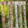 40mm*2m Garden Fence PET Tape Set Floral Yard Stickers for Scrapbooking Journaling DIY Crafts and Art Supplies
