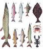 Dulton Fishes Brown Trout 70 Fish Cushion for Everyday Life Large Body Pillow Marine Life Nordic trutta FISHES Total Length 70cm Öring/Brown