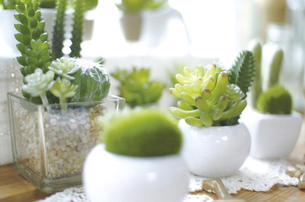 Kishima CT Catalyst Deodorizing Artificial Green Succulent Refrelium KH-60987