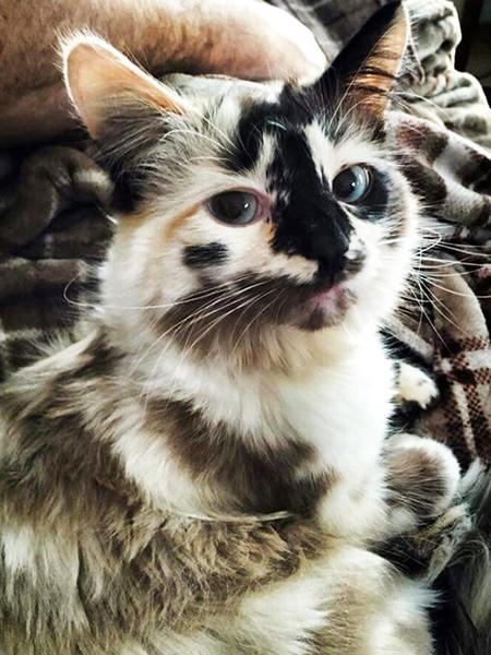 Diamond Painting Cat 5D DIY Diamond Embroidery Sale Cross Stitch Animals Rhinestones Mosaic Kit Home Decoration