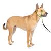 PetSafe GentleLeader Quick Release Head Collar (Medium, Apple Green)