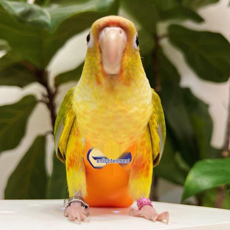

Parrot Print Diapers for Birds Yellow Joy S