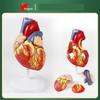 Hongyan Detachable Human Heart Anatomy Model