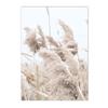 Béžový Bunny Tail Grass Nástěnné plakáty Přírodní pampy Reed Obraz na plátně Květinový umělecký plakát Malba Severské nástěnné obrazy Home Decor