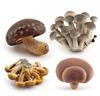 Set of Realistic Artificial Mushrooms Decorative Fake Fungi Model for Home Kitchen Garden Display Educational Use and Craft Projects