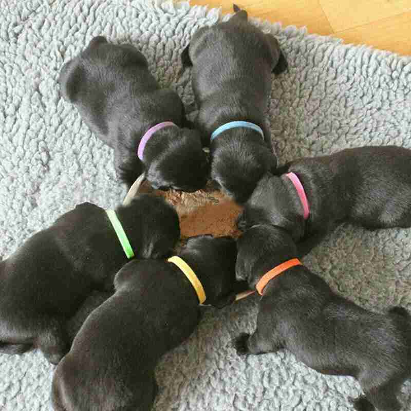 identity dog collars