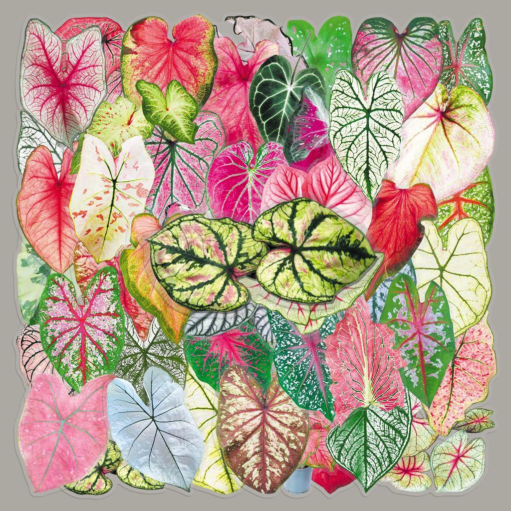 50 Colorful Caladium Leaf Stickers: Realistic Transparent PET for Scrapbooking, DIY & Phone Case Decor