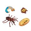 Life Cycle Classroom Accessories Aids
