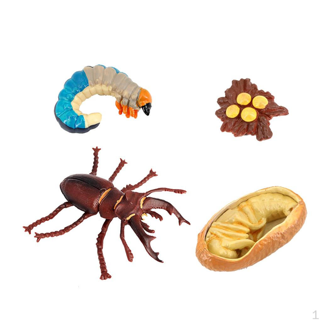 

Life Cycle Classroom Accessories Aids Insect