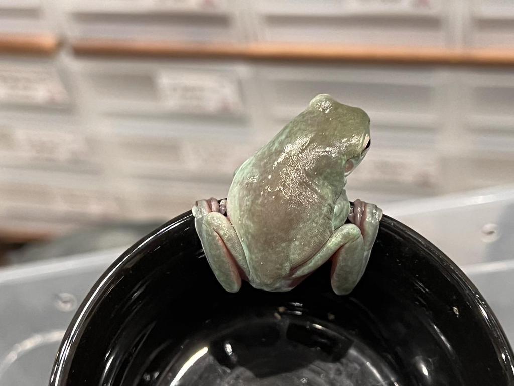 Pełnowartościowe odżywianie na bazie świerszczy dla rzekotek – Wysokobiałkowe i o naturalnym smaku – ECOROGY IEAMEGAERU BAIT 50 g × 1 Opakowanie lub 2 Opakowania