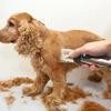 Multi-use hair clipper dog shaver pet electric clipper teddy cat shaving dog hair electric clipper hair removal