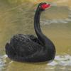 Outdoor Cute Floating Simulation Black Swan Ornament for Garden Courtyard Decoration