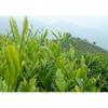 Fresh Milk Oolong Tea High Quality Green Tea Organic Taiwan JinXuan Wu Long 250g