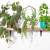 3PC Wrought Iron Climbing Frame for Outdoor Vertical Garden Support with Adjustable Brackets for Climbing Plants