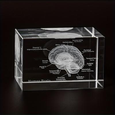 3D kristály emberi agy anatómiai modell lézergravírozott neurológiai taneszköz tudományos ajándék orvosoknak anatómiai részletek dekoráció