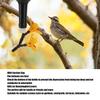Hanging Design DIY Hummingbird Feeder Bottle Recycling Hanging Hummingbird Feeder  For Garden