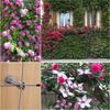 SGYM Stainless Steel Wire Cable Trellis System Kit For Climbing Plants Vines And Green Wall With Wall Brackets 10 Holders