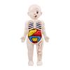 1 Set Human Body Model Bright Color Interesting Realistic Boys Girls Educational Learning Organ Assembled Toy Family