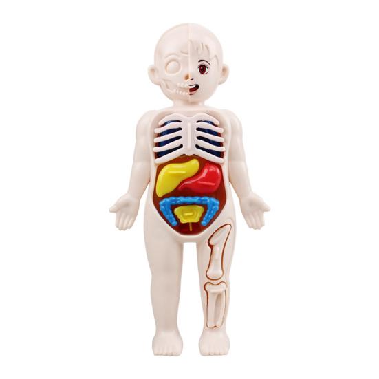 1 Set Human Body Model Bright Color Interesting Realistic Boys Girls Educational Learning Organ Assembled Toy Family