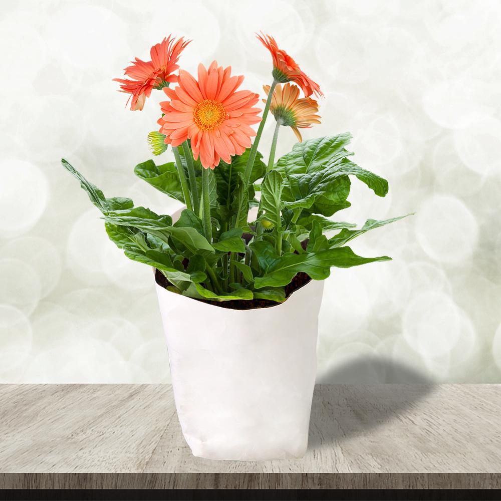 Creative Desktop Plant Bag Cosmetic Storage Bag Kraft Paper Flower Pot Reuseable