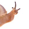 Simulation Animal Insect Model Mini Animal Snail Growth Cycle Ornament