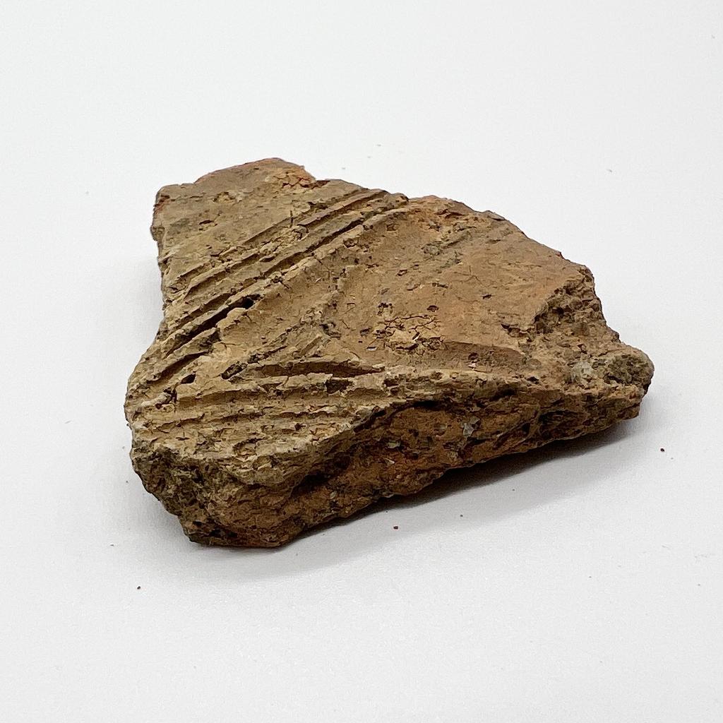 Tsukushi Science Jomon Pottery Fragment, Authentic, from Aomori, Historical Document, Jomon Culture, Relics, Jomon Period (3-5cm)