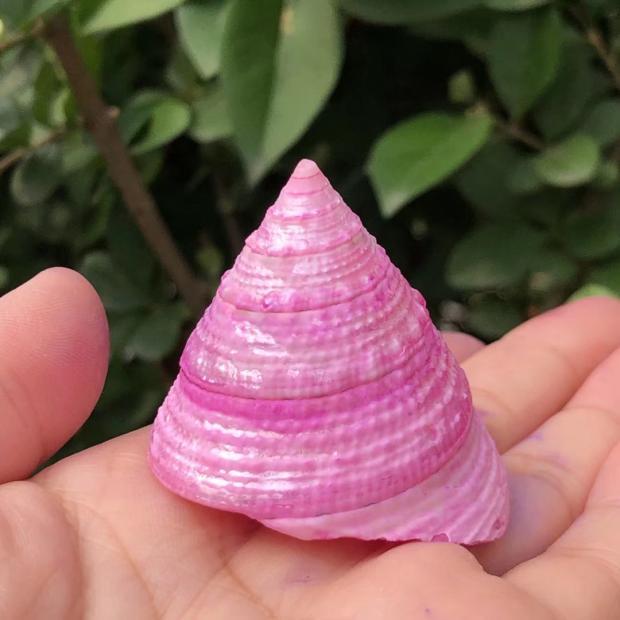 Eremitkräfta Ersättning & Snäcka Naturliga Snäckskal för Akvariumdekor