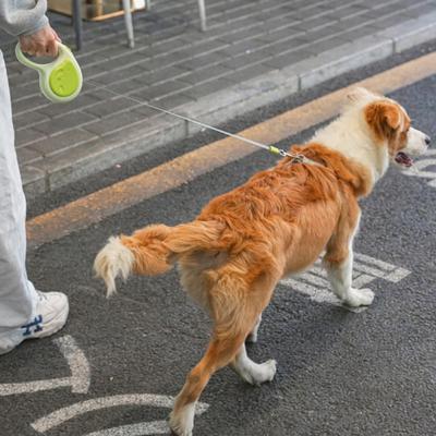 Guinzaglio Retrattile per Cani 5m Nastro in Nylon Robusto 360° Senza Intrecci Guinzaglio per Passeggiate con Cani Blocco Rapido a Un Tocco Manico Antiscivolo per Cani di Tutte le Dimensioni