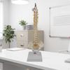 Human Spine Model with Base | PVC Construction, Anatomically Accurate, Skeletal
